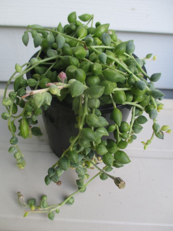alfalfa plant images 2000 ALFALFA Medicago Sativa Flower Plant Seeds main image 0