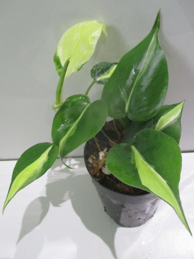 Philodendron Cream Splash - A&J Garden Nursery